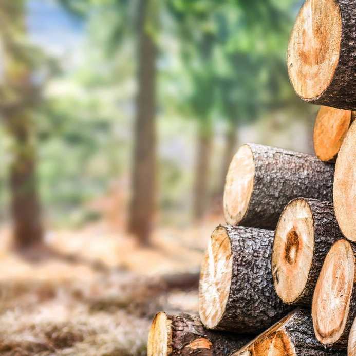 can you burn pine wood in a fire pit